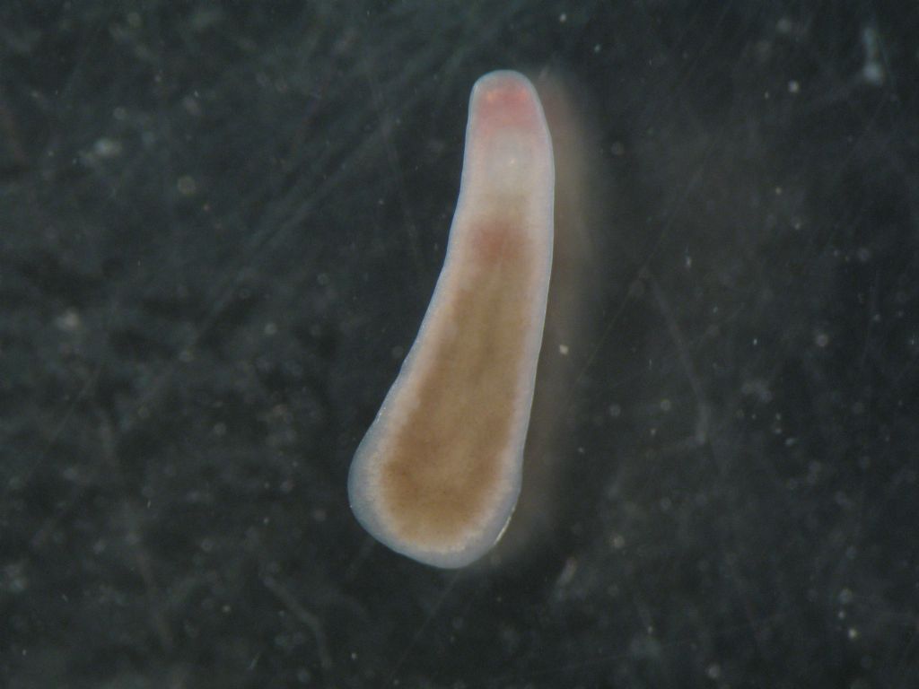 turbellario